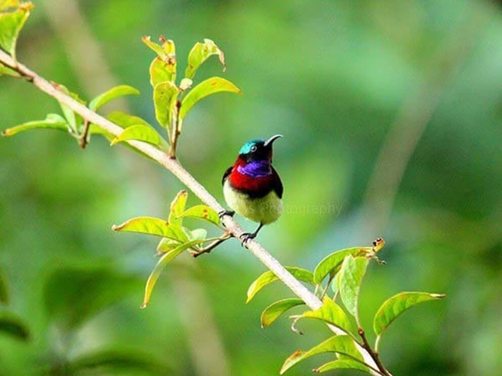 Bird resting on a branch