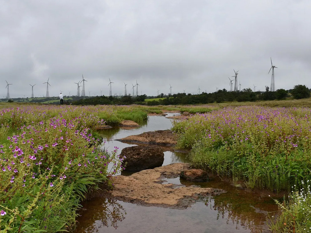 Kaas Plateau of Flowers & Wind Energy Park