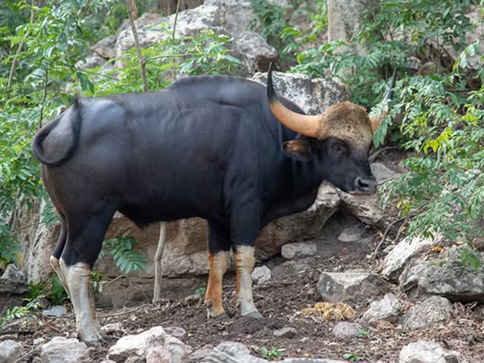 Koyna Wildlife Sanctury